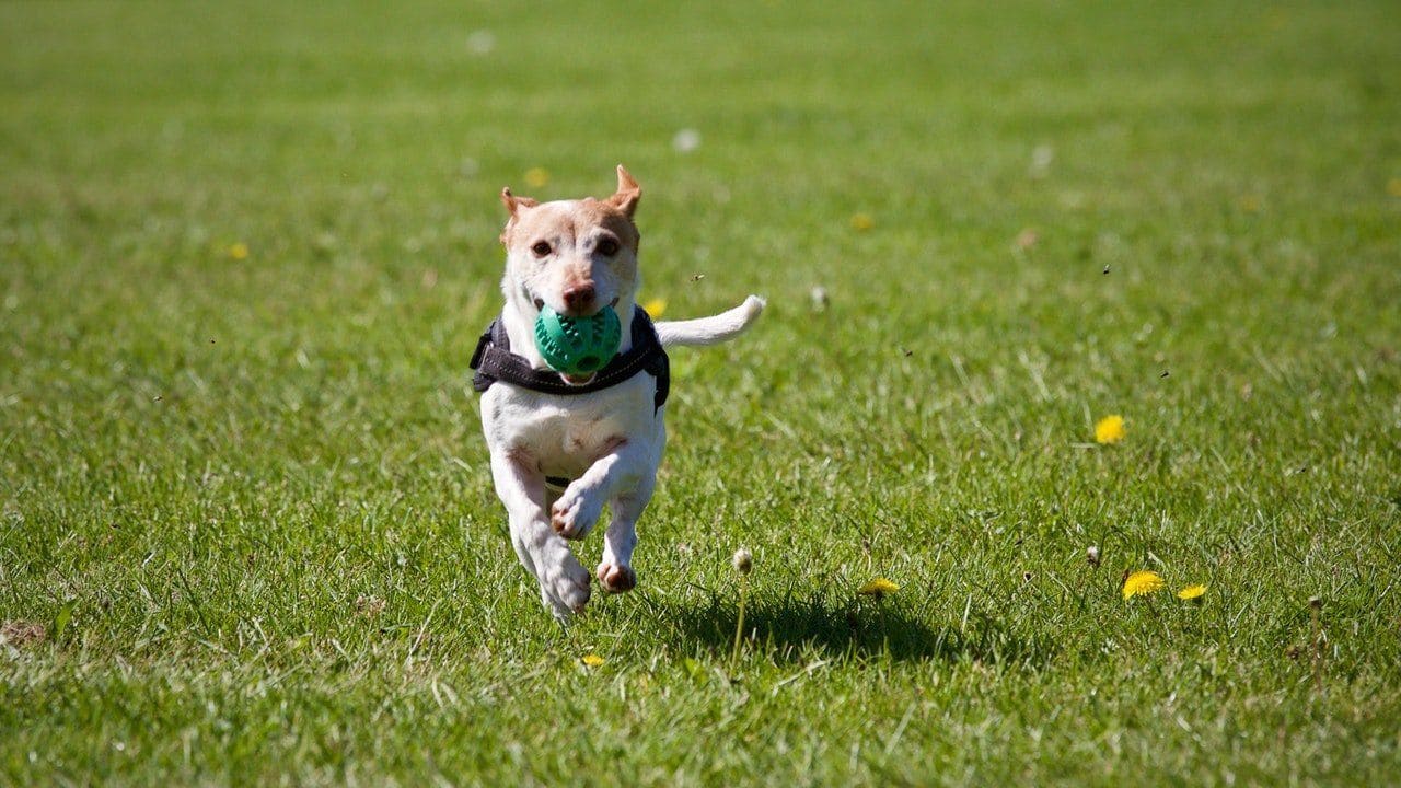 happy dog with ball in his mouth running