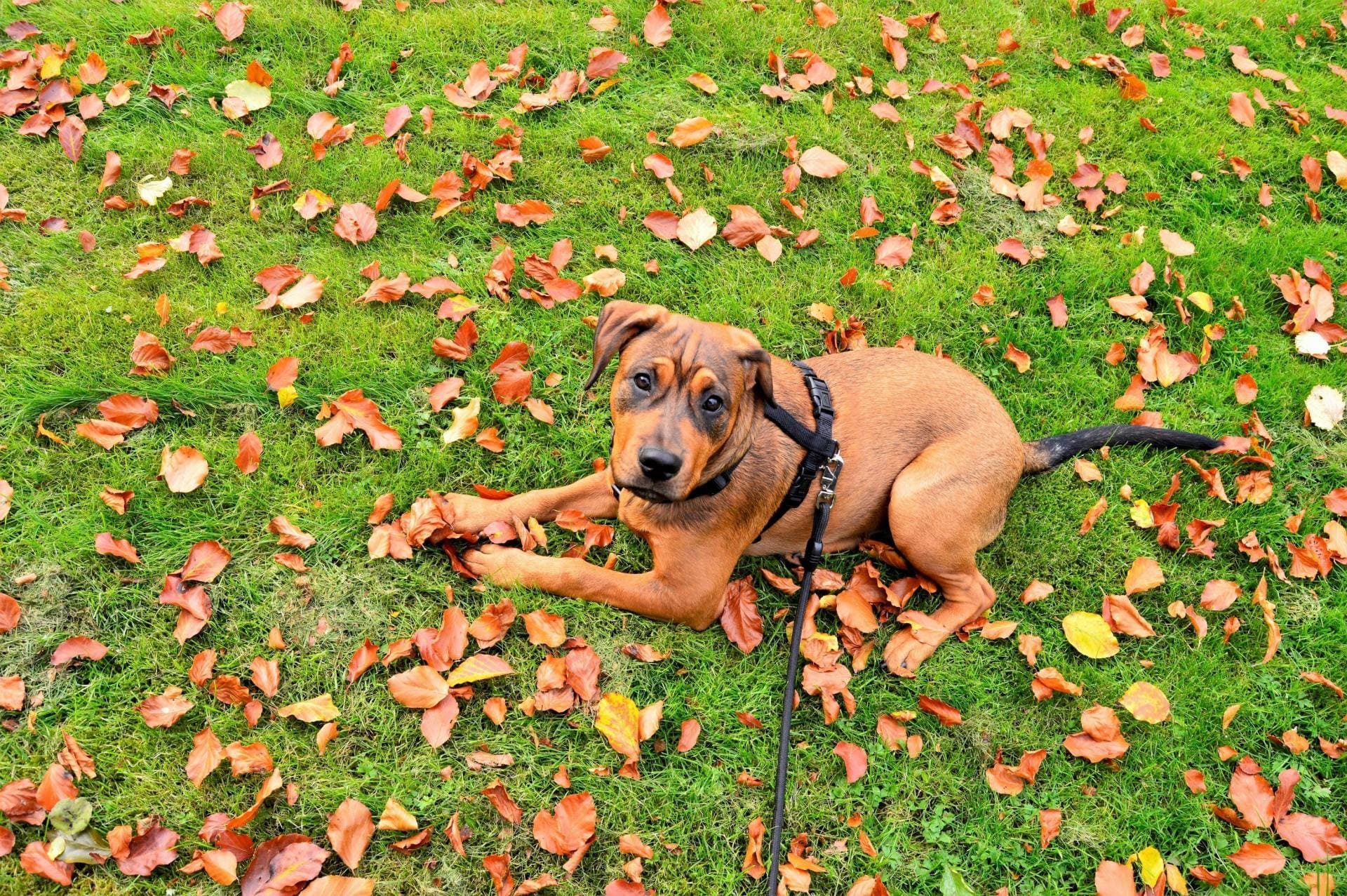 Tan pit-bull terrier laying on the grass with leaves