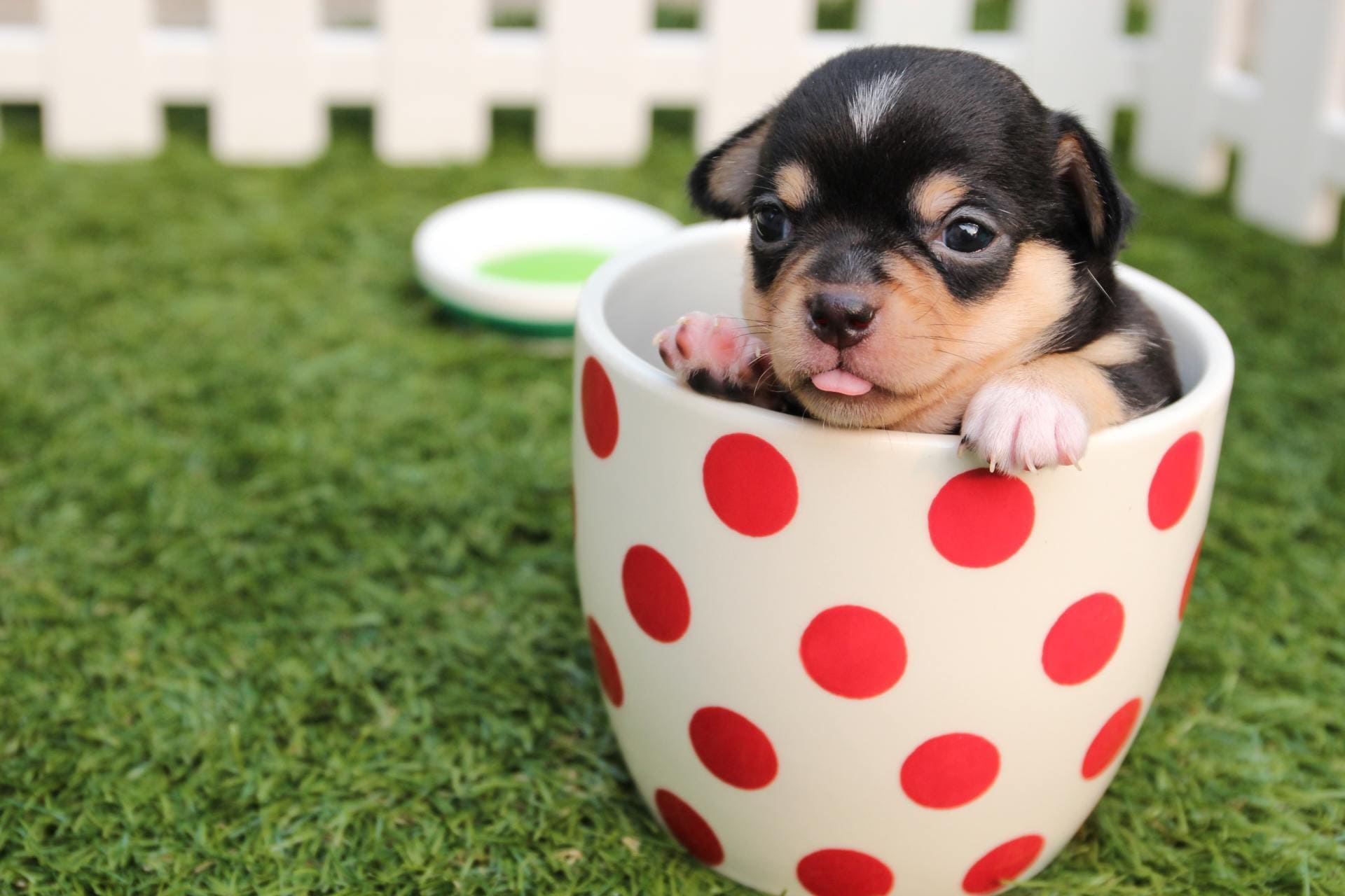 Baby Chihuahua sitting in a cup