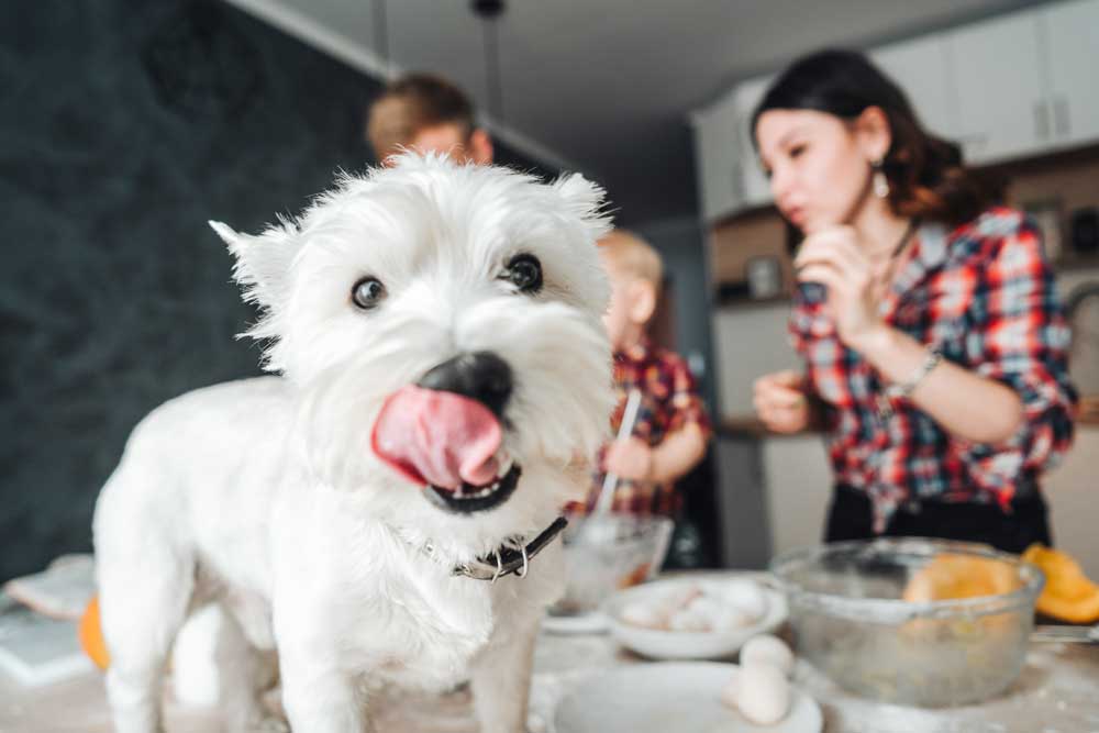 White puppy on kitchen table while family is baking