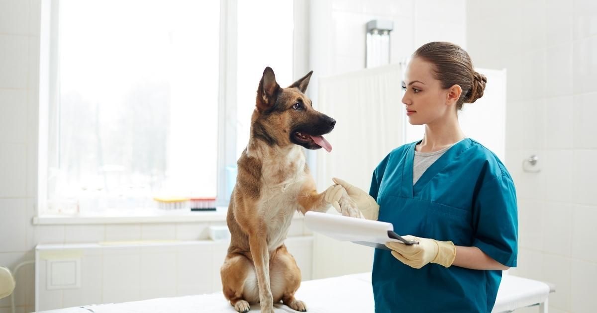 Dog offering paw to veterinarian.