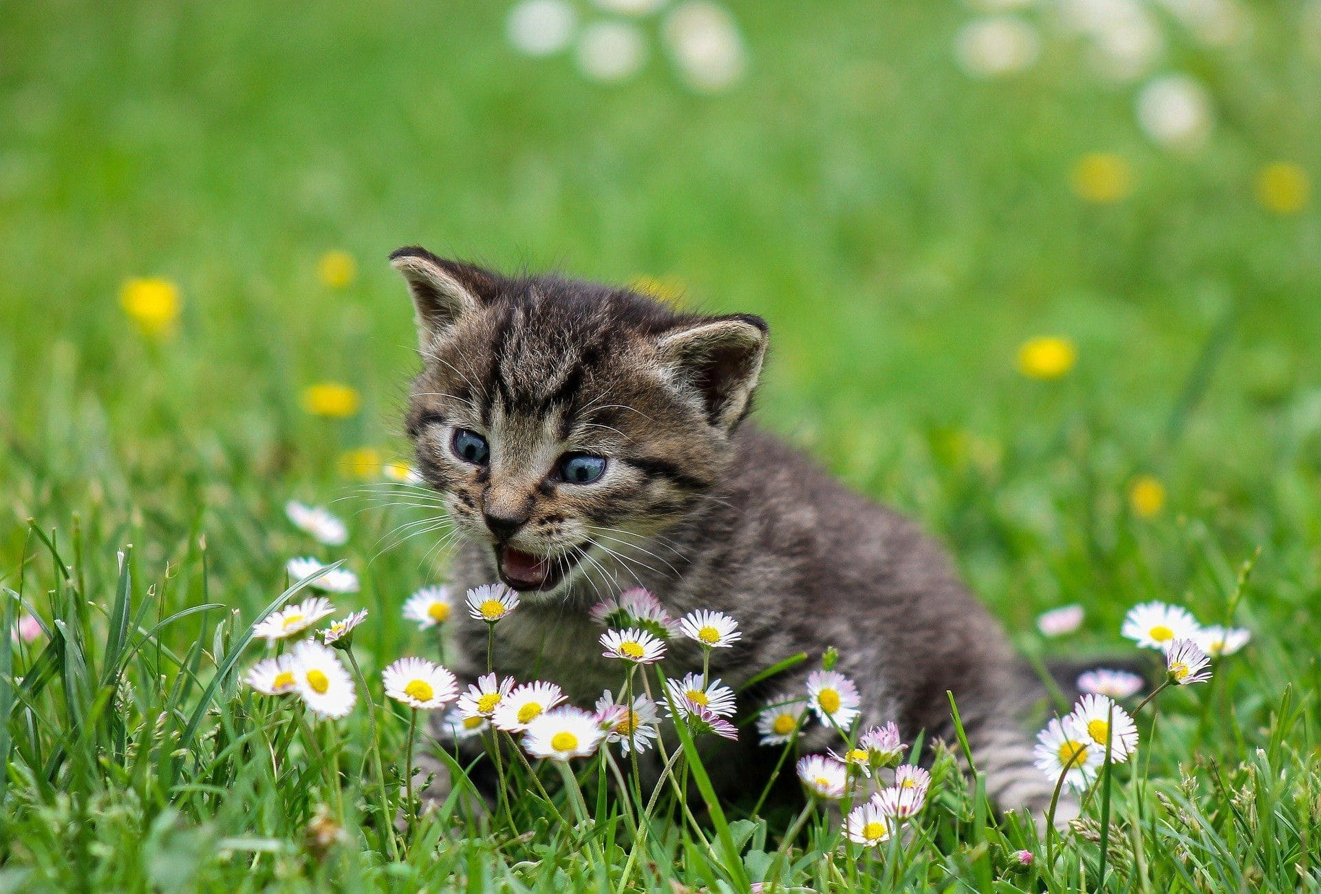 kitten-playing-outside