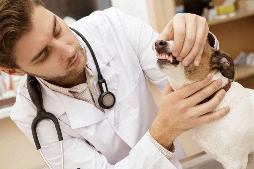 Pet Dental Exams | Chipman Animal Clinic