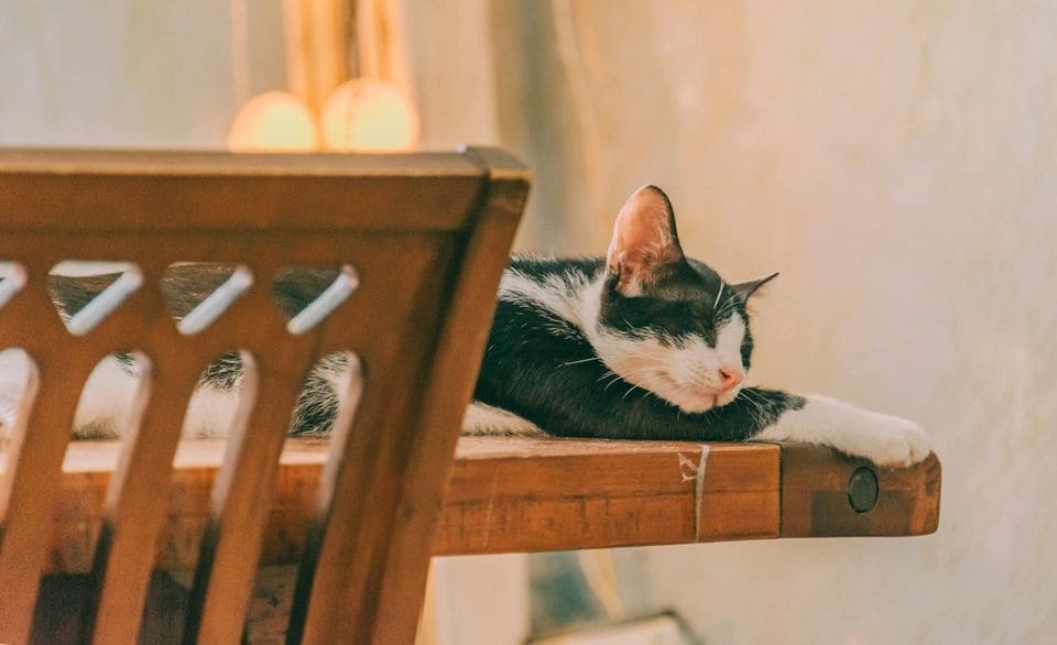 Keep Your Cat Happy Indoors | Chipman Blog