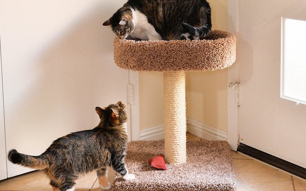 Cat Tree's and Cat Scratching Posts | Chipman Road Animal Clinic