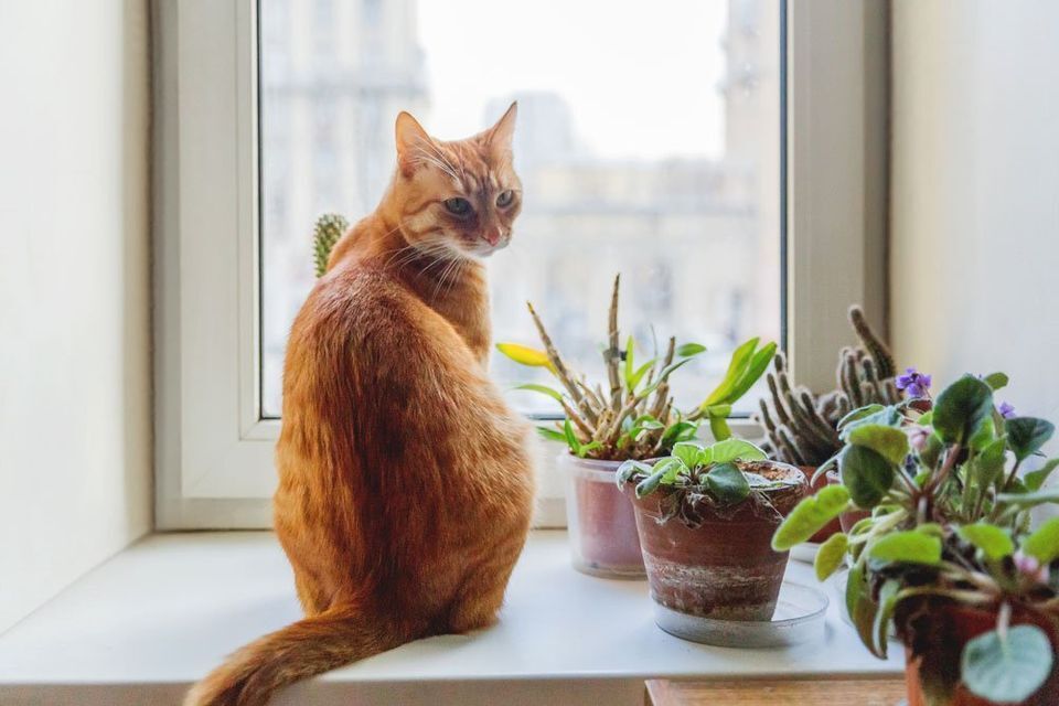 Pet Friendly Plants | Plants That Are Considered Pet-friendly