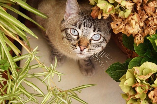 How To Protect Indoor Plants From Cats