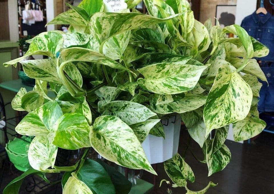 Pothos | Pothos are Toxic to Cats