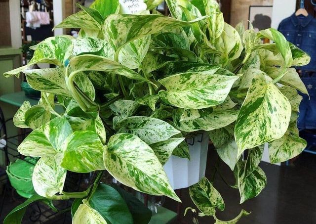are pothos plants poisonous to cats and dogs