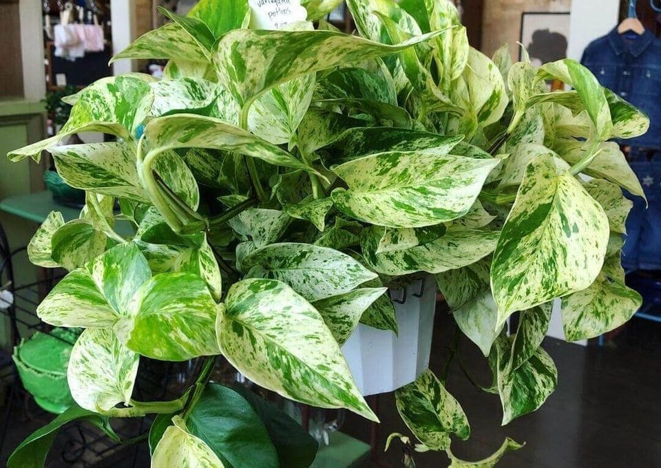 Pothos Poisonous To Cats Cat Meme Stock Pictures And Photos