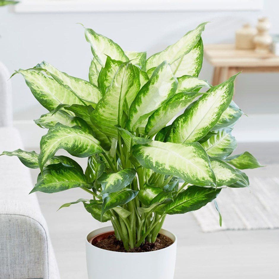 Top 10 Houseplants Poisonous to Cats Everything You Need to Know