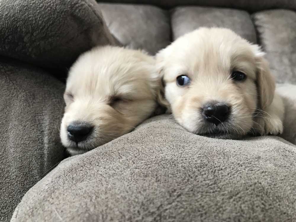 Two golden retriever puppies laying down on a couch close up. 