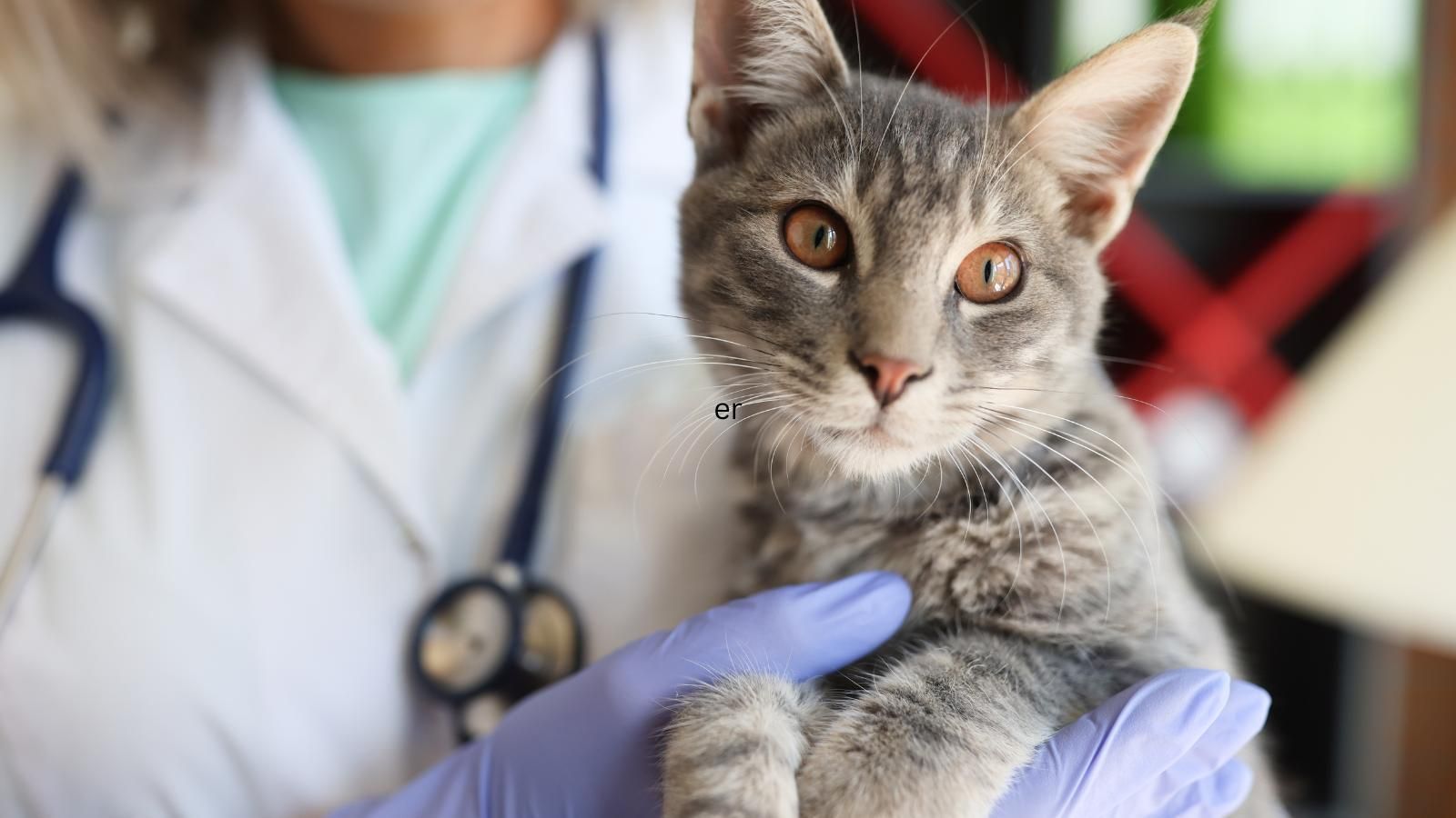 Vet holding gray cat looking at the camera. 