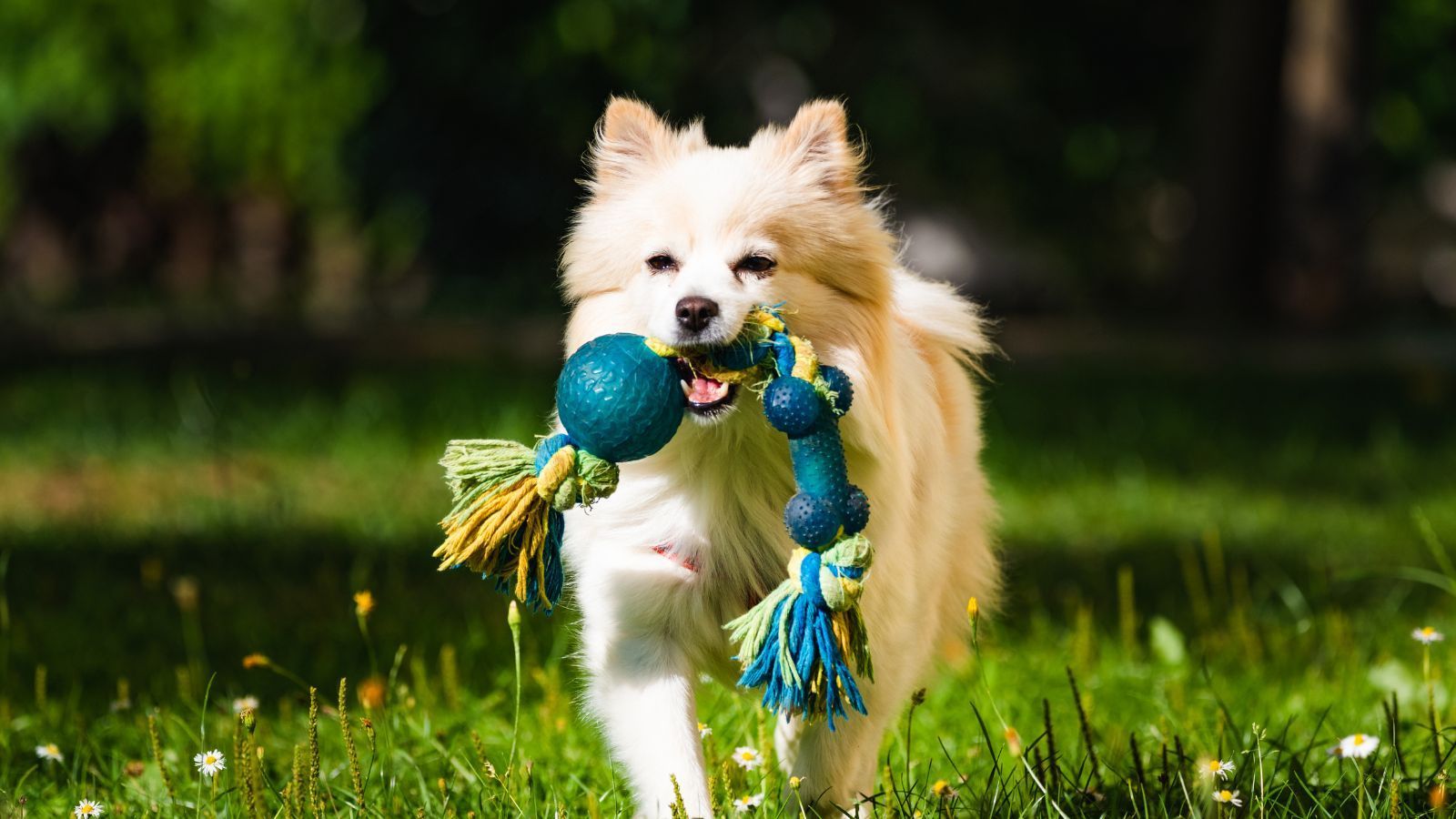 Dog enjoying a chew toy while running in a park.