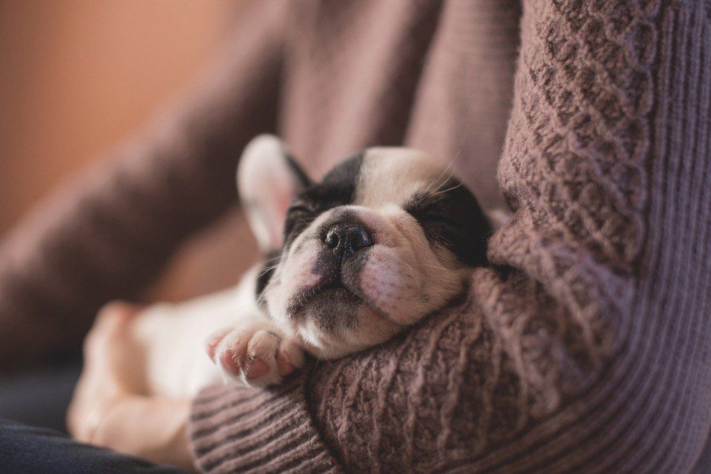french bulldog puppy sleeping in woman's arm