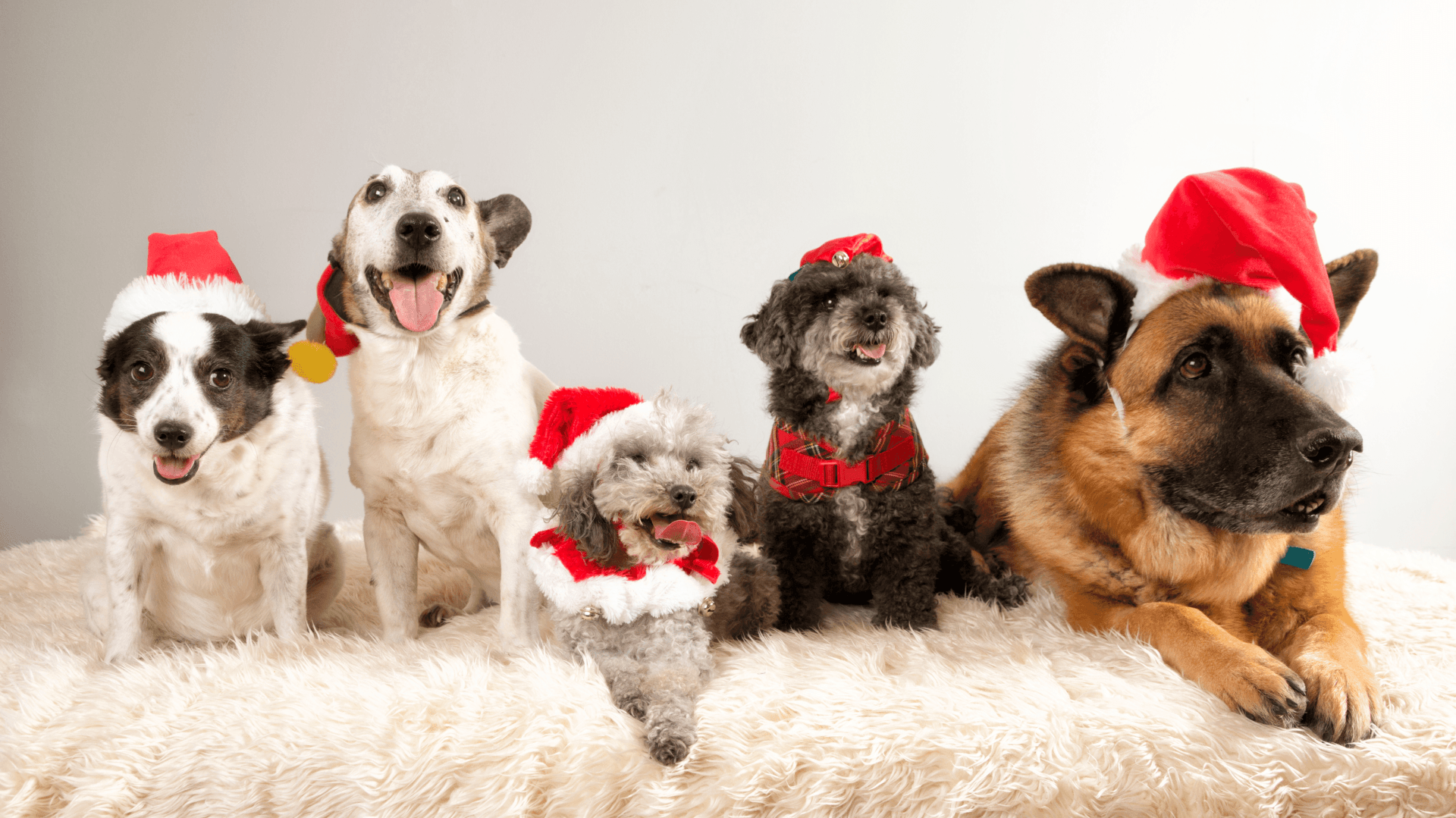 5-dogs-wearing-christmas-hats
