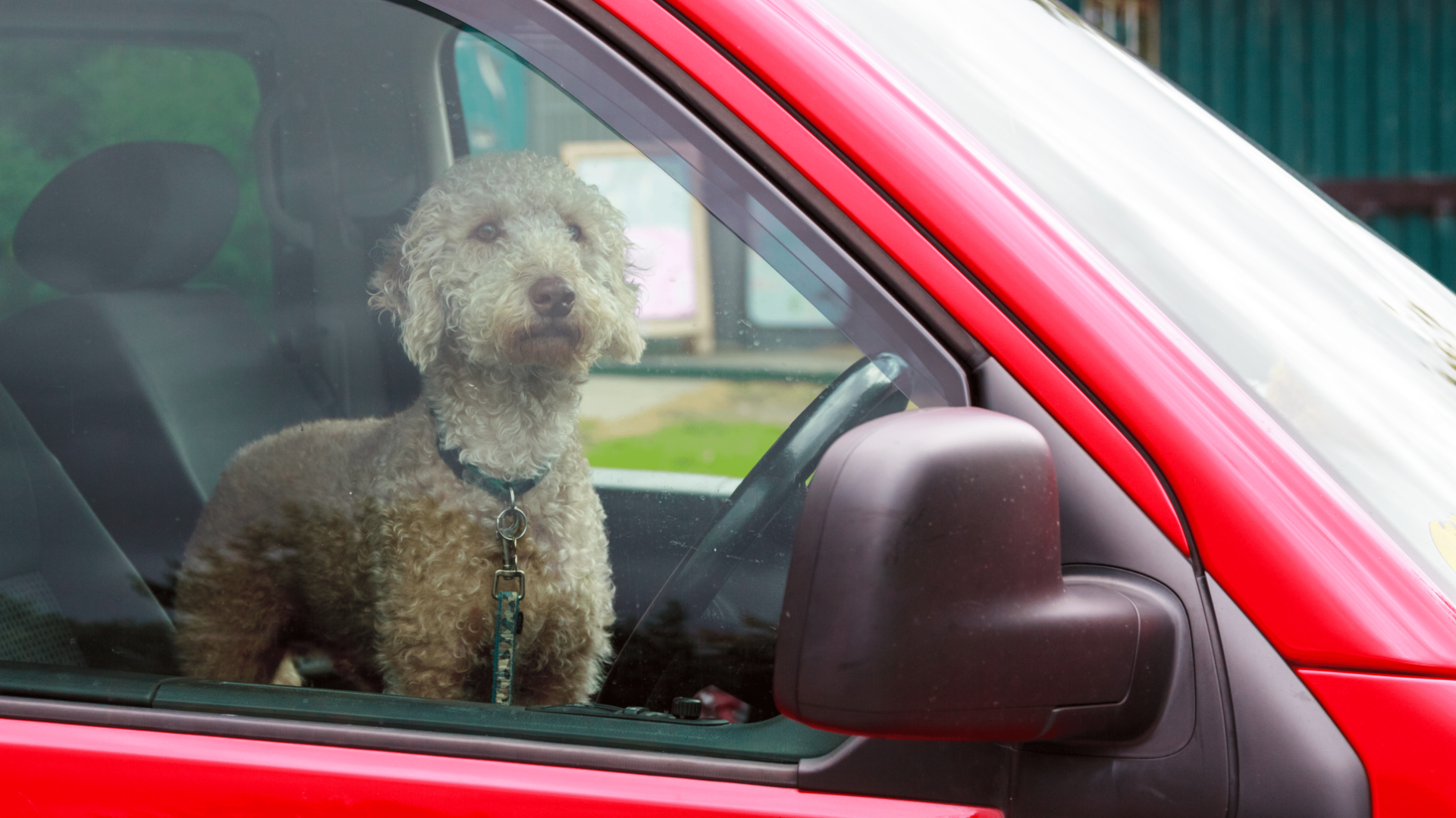 Spay and Neuter Your From Chipman Road Animal Clinic