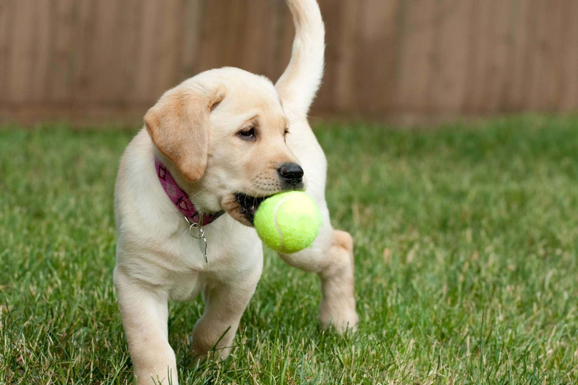 lab pup with tennis ball in his/her mouth