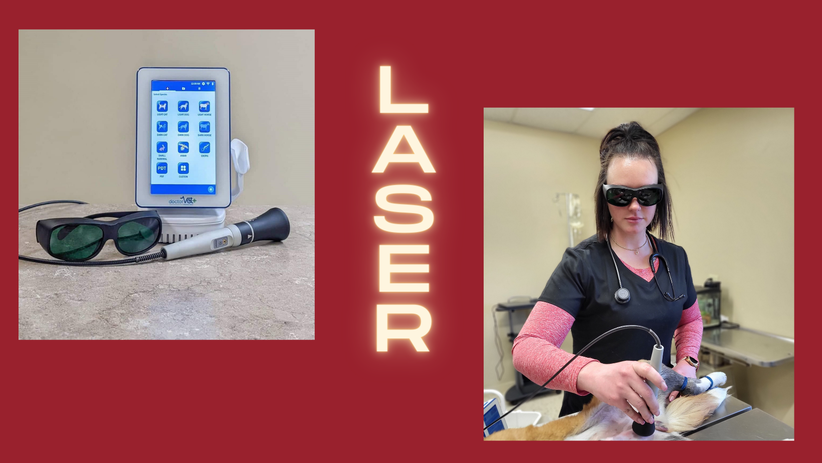 Laser Therapy for Dogs and Cats Lee’s Summit, MO