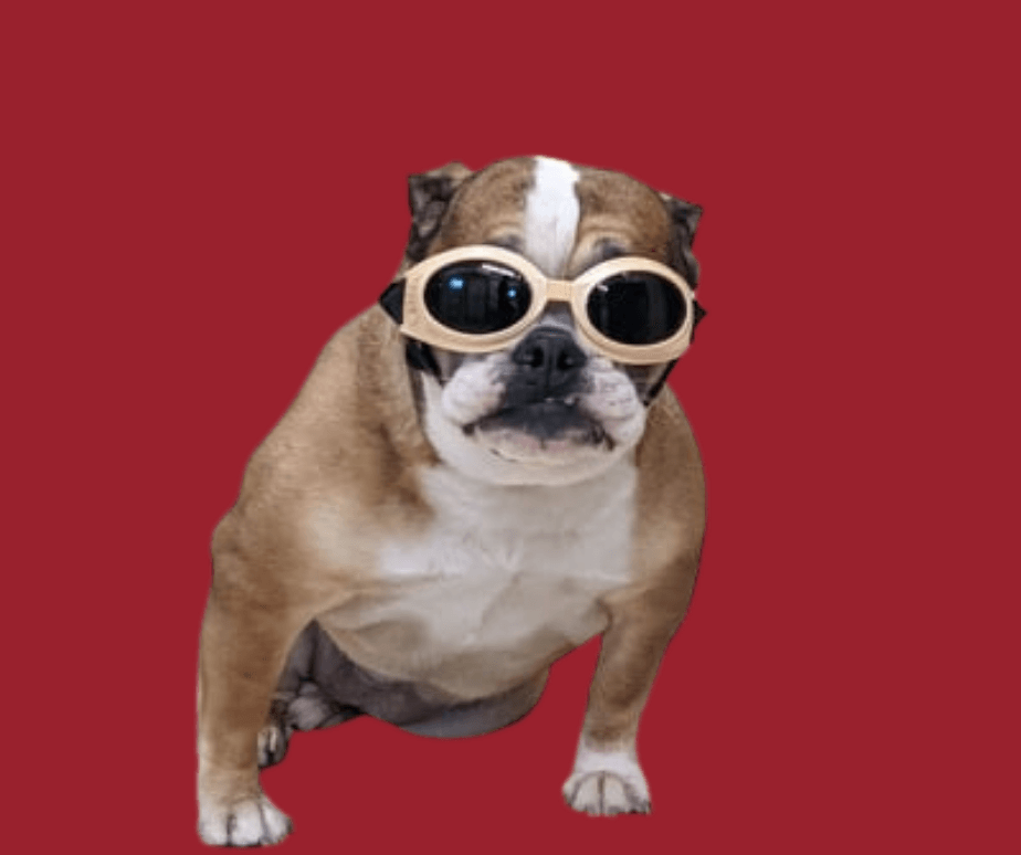 bulldog-wearing-laser-goggles