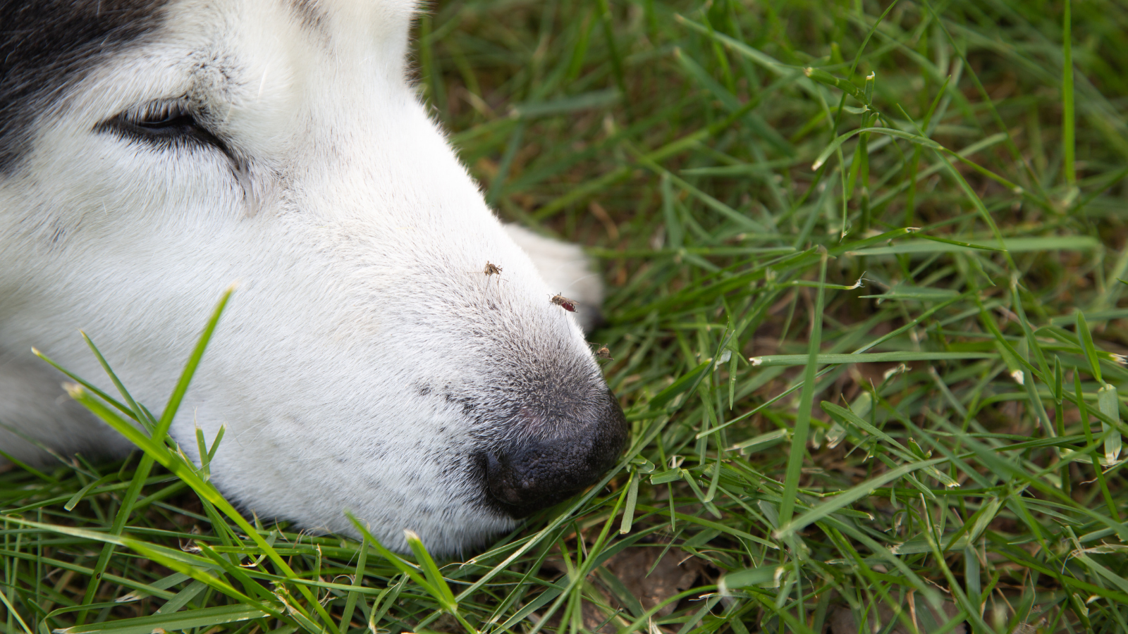 mosquitos on dog outside