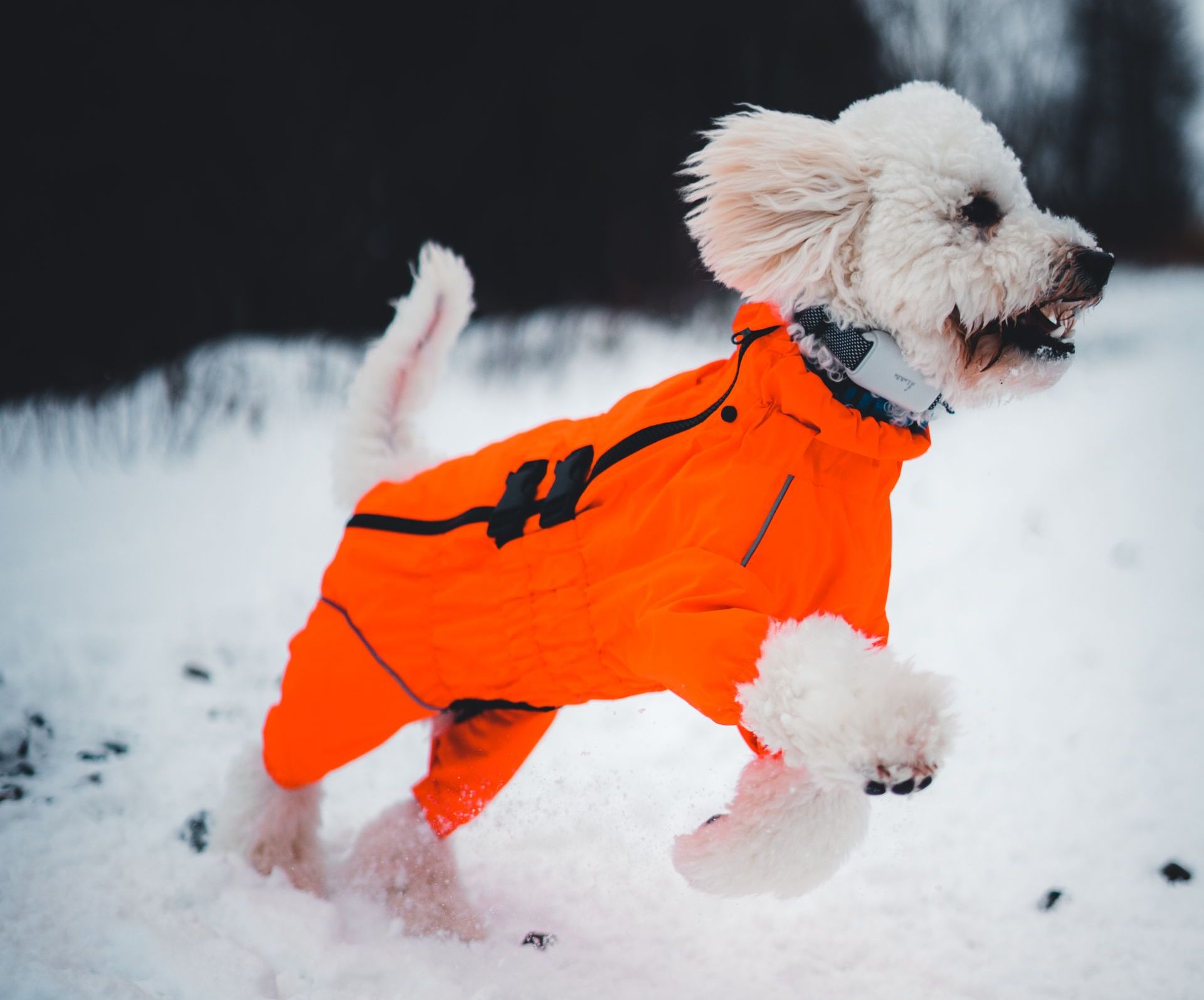 dog-running-in-snow
