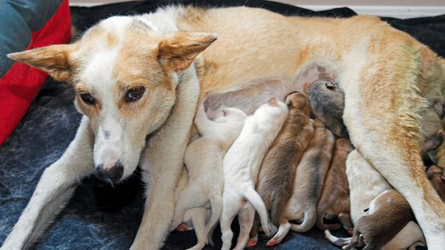 do pregnant dogs sleep a lot before giving birth