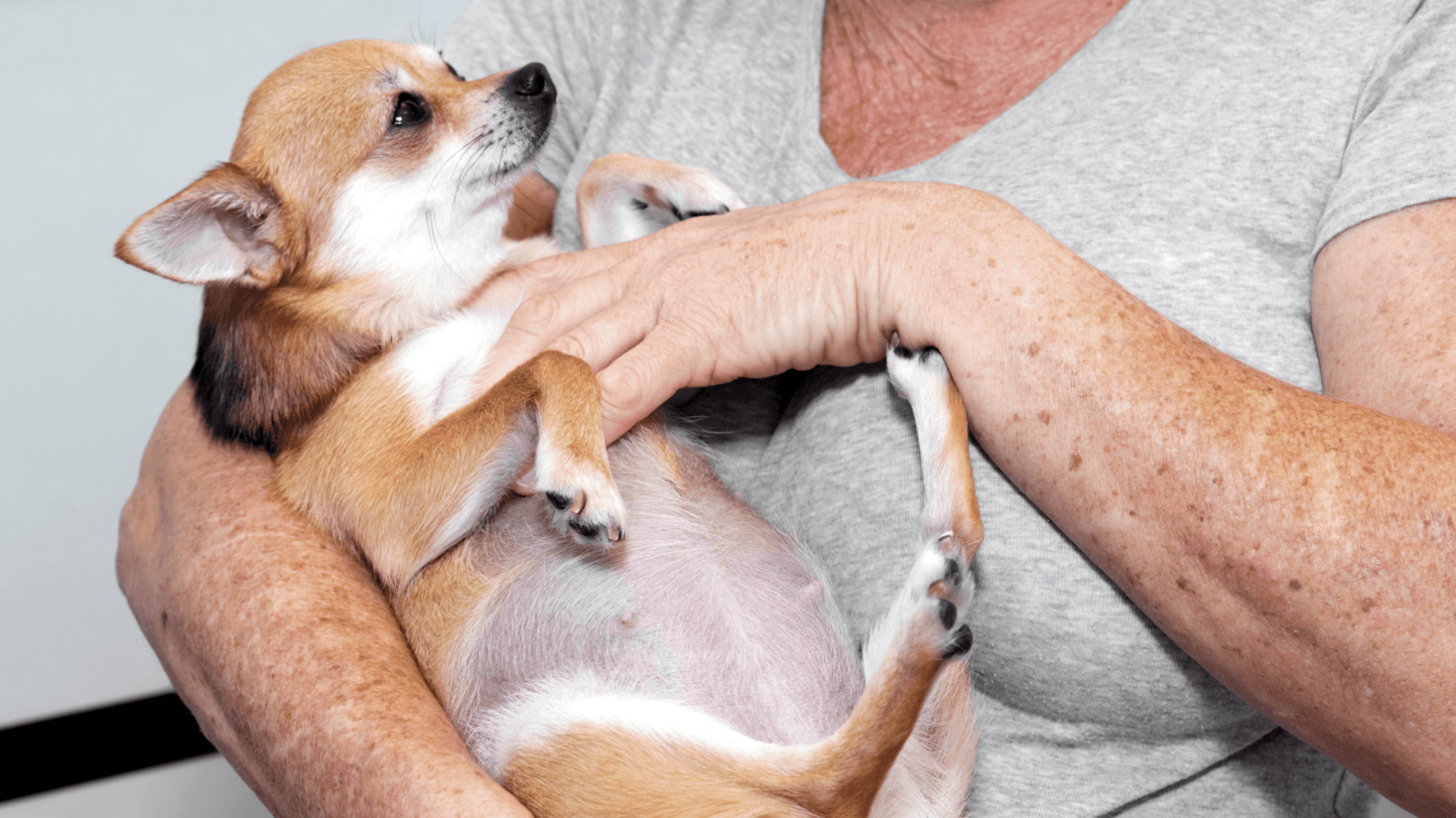 5-things-you-need-to-know-when-your-dog-is-pregnant