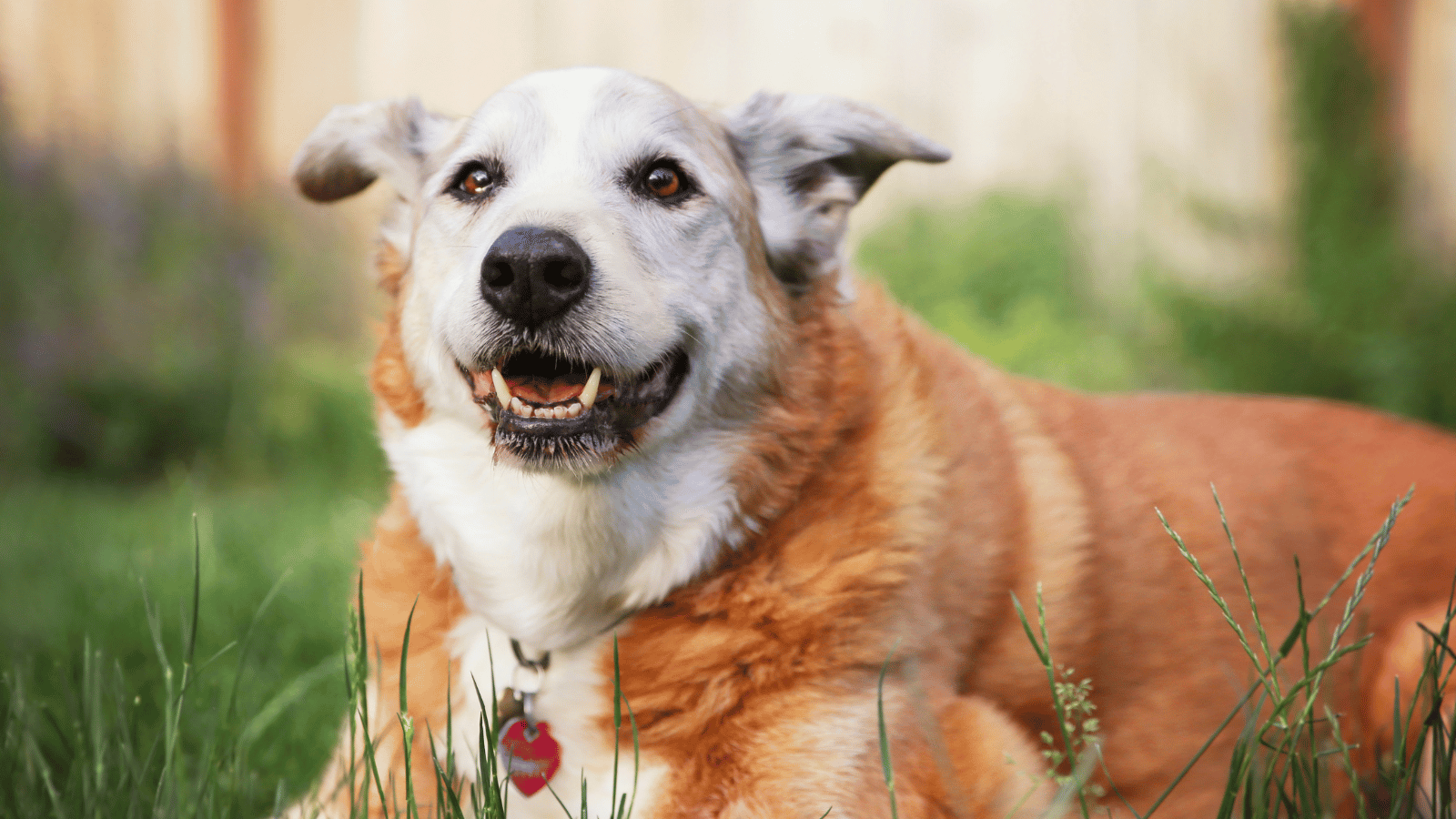 jack russell terrier balancing treat on nose