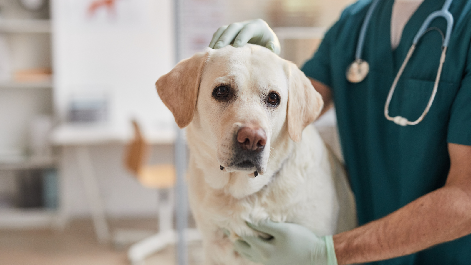 senior dog at vet office