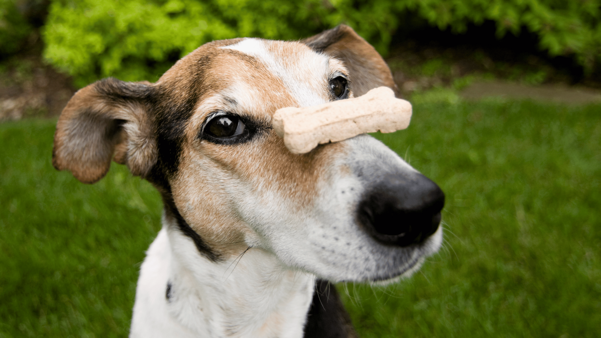 jack russell terrier balancing treat on nose