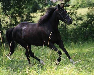 paardrijden gevorderden