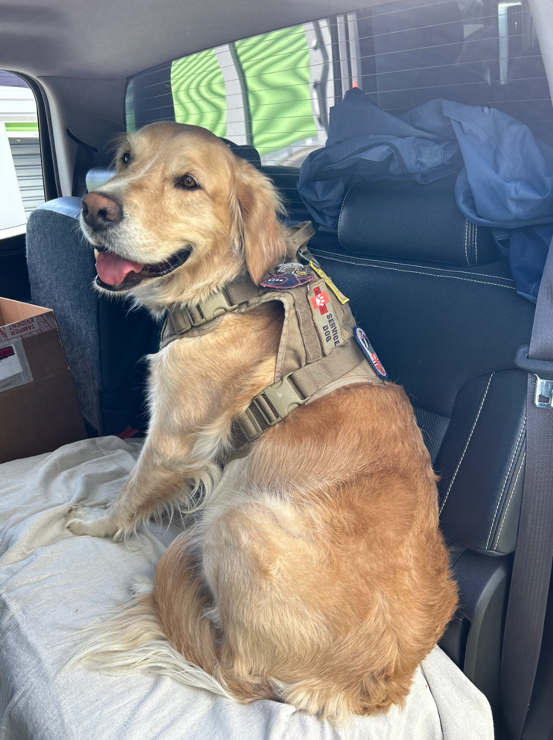 A dog wearing a harness is sitting in the back seat of a car.