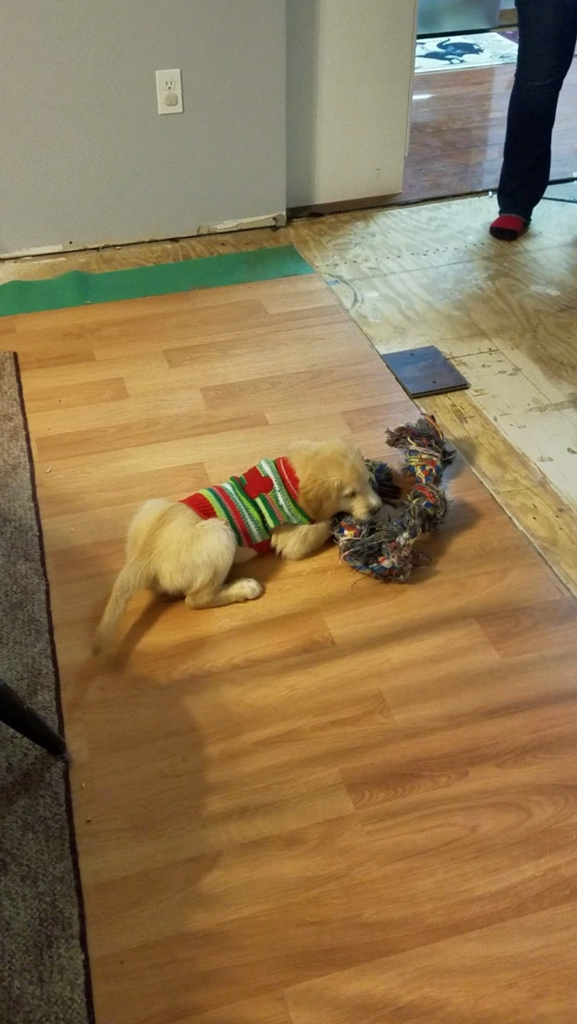 A dog wearing a sweater is laying on a wooden floor.