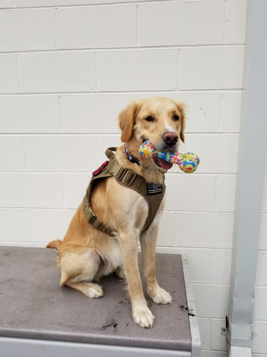A dog is sitting on a table with a toy in its mouth.