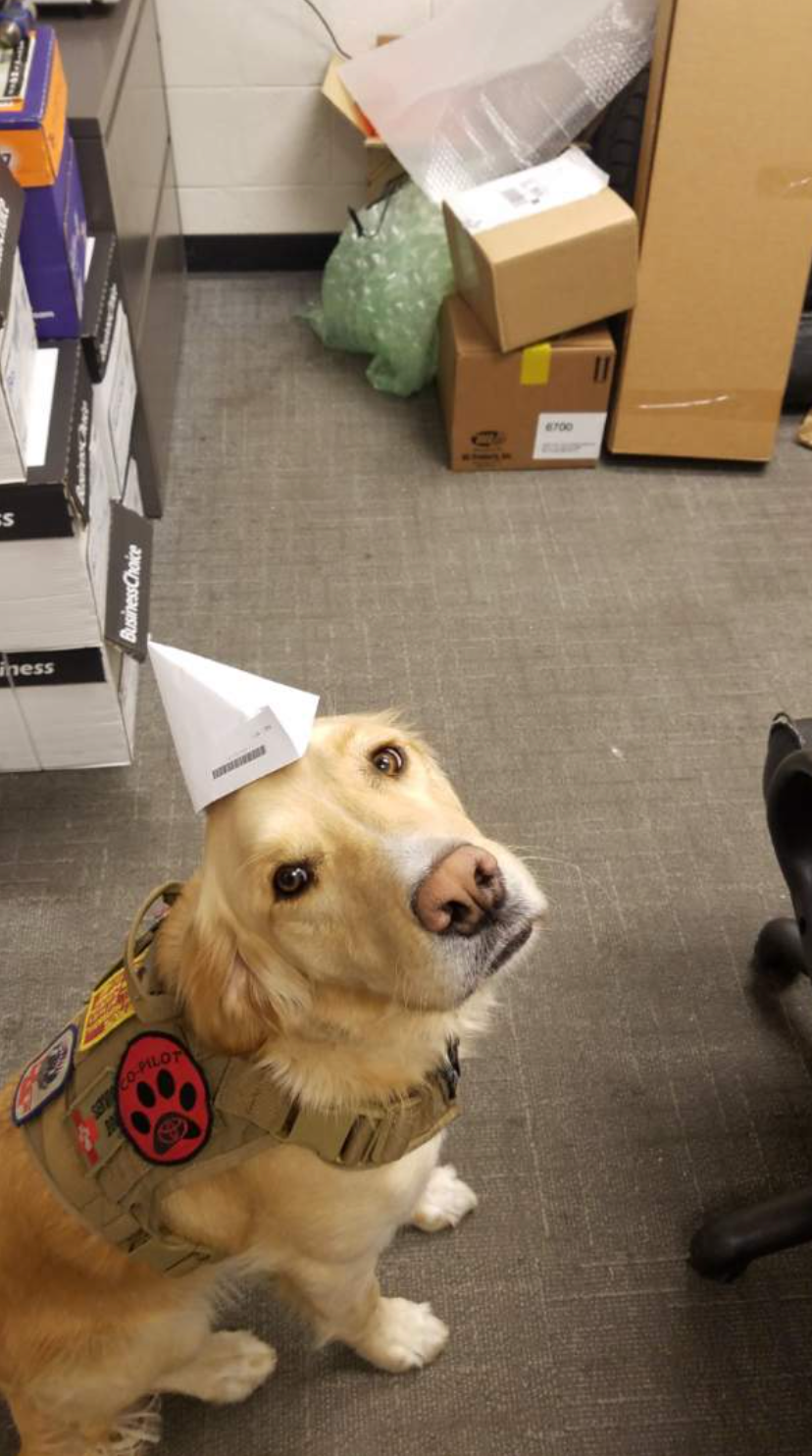 A dog wearing a party hat is sitting in an office.