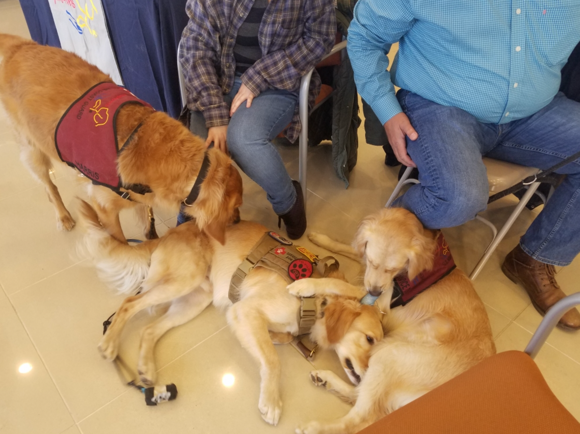 A group of people are sitting around a table with three dogs laying on the floor.