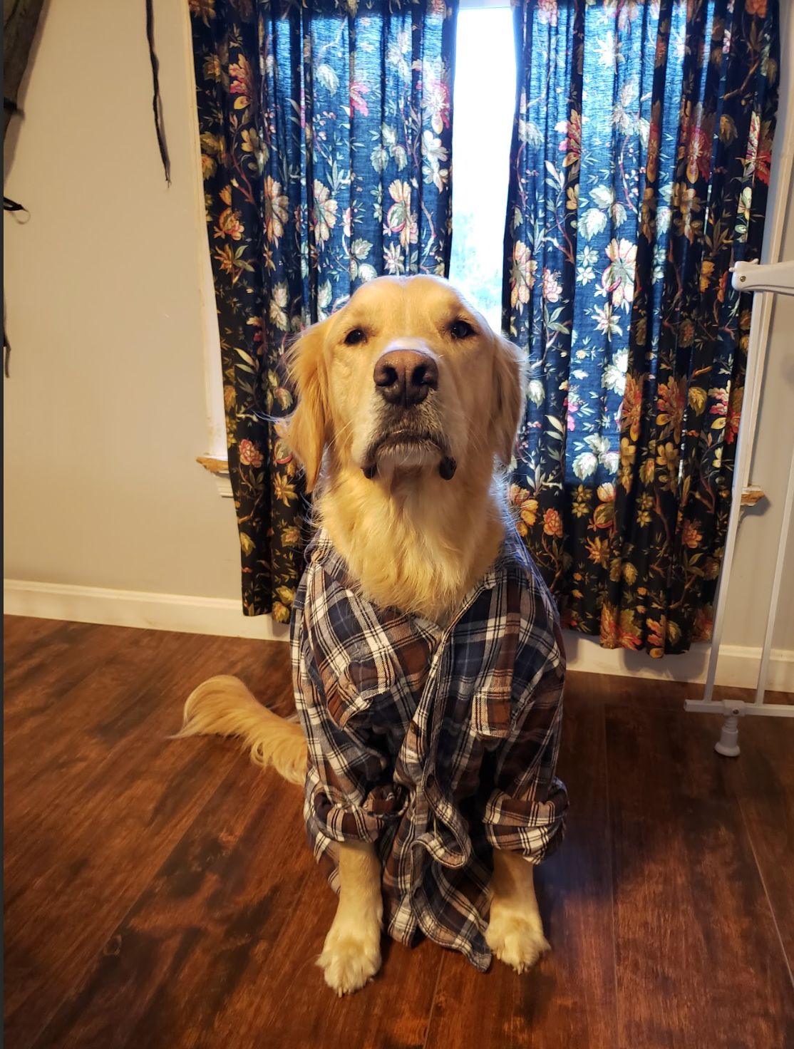A dog wearing a plaid shirt is sitting in front of a window.
