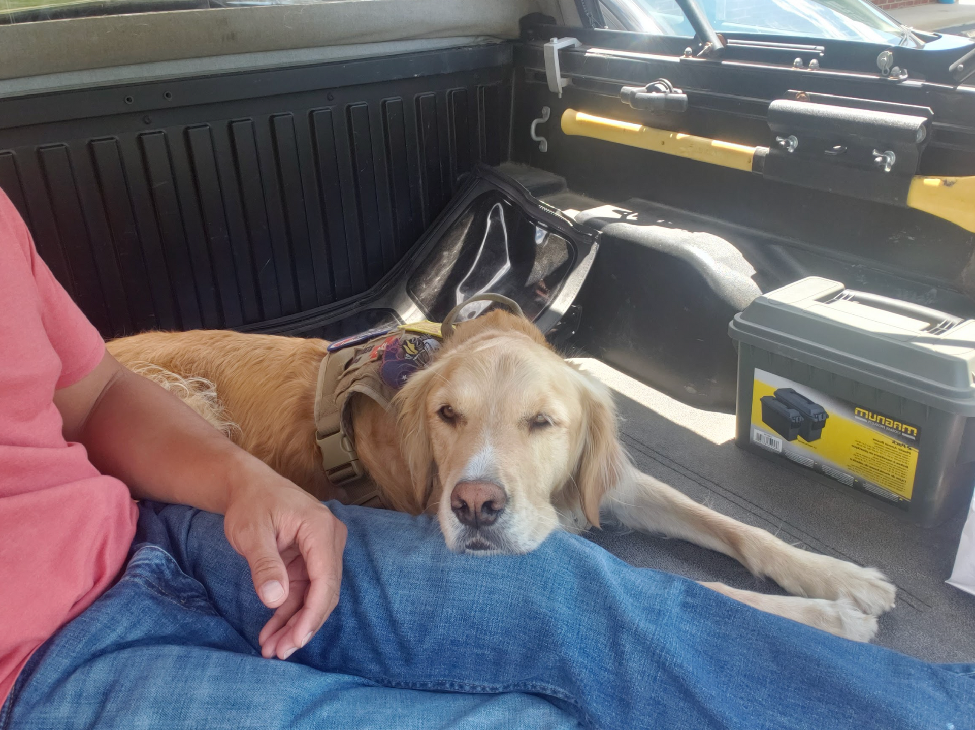 A dog is laying on a person 's lap in the back of a truck.