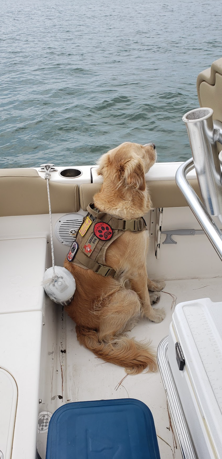 A dog is sitting on the back of a boat looking at the water.