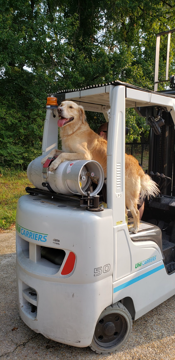 A dog is sitting on top of a forklift.