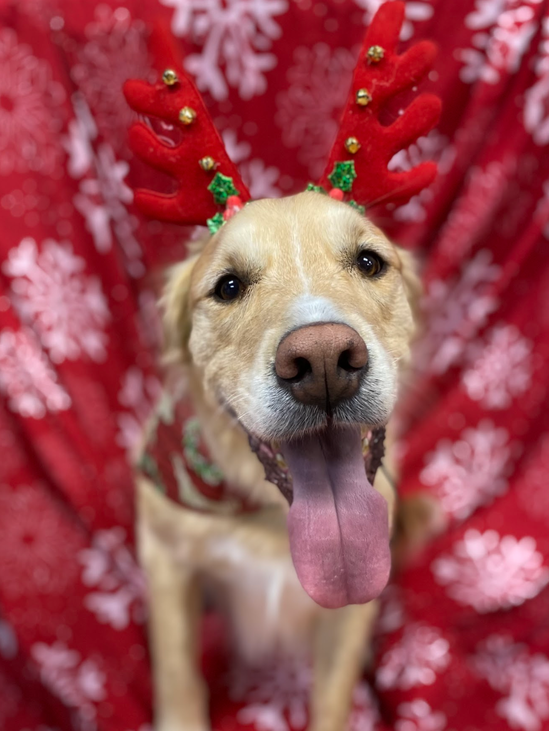 A dog wearing reindeer antlers is sitting on a red blanket.