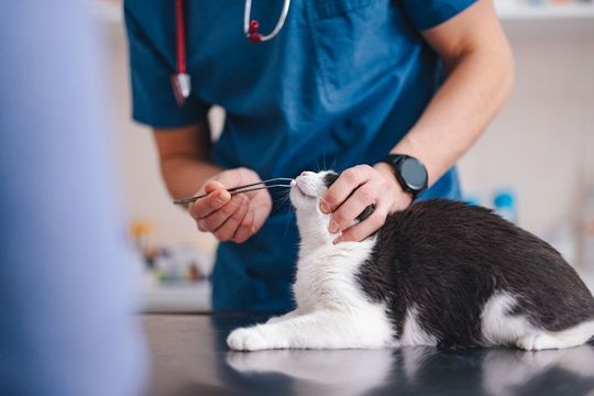 visite all'interno dell'ambulatorio veterinario