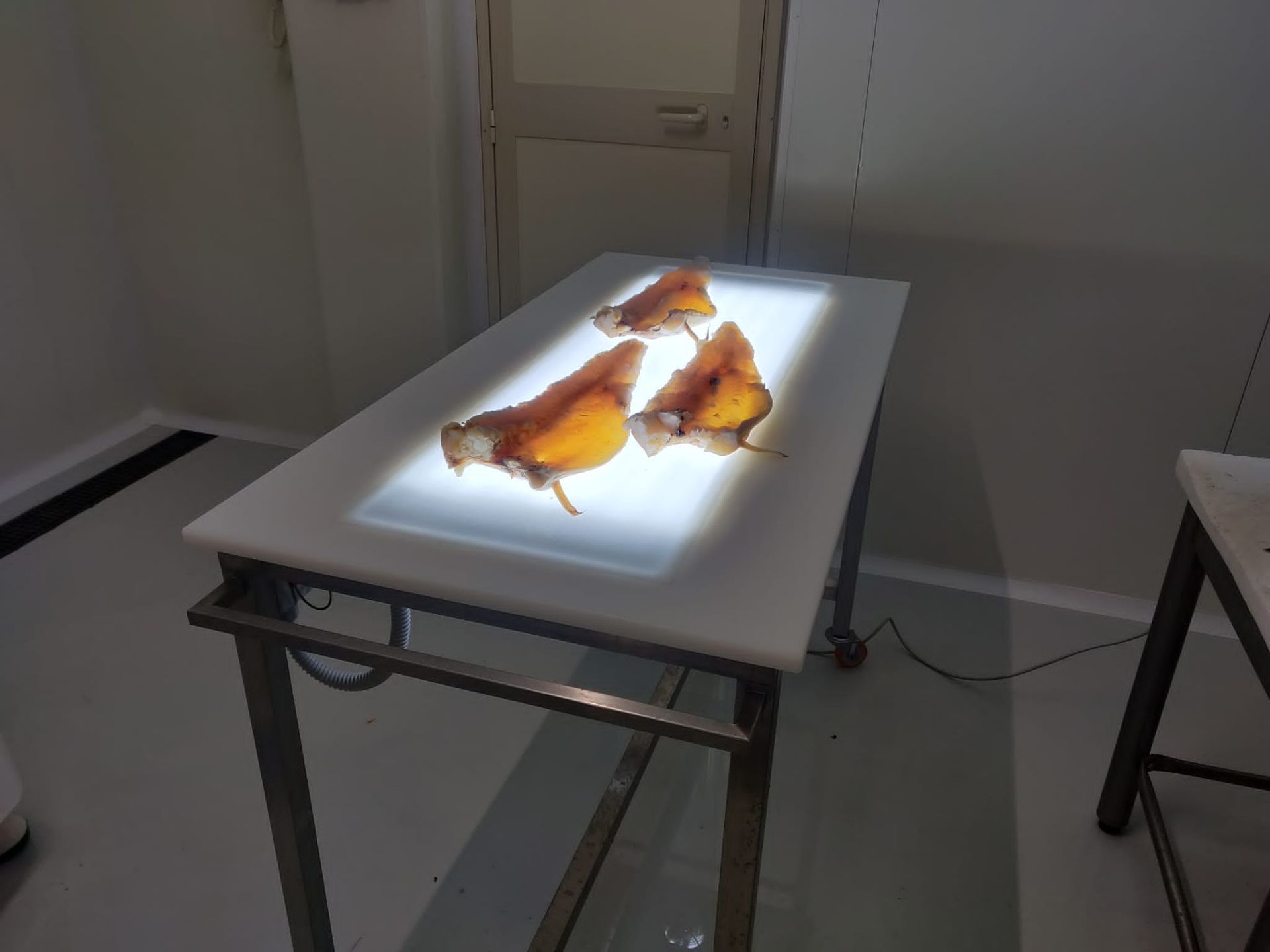 Tavolo luminoso per la lavorazione del pesce