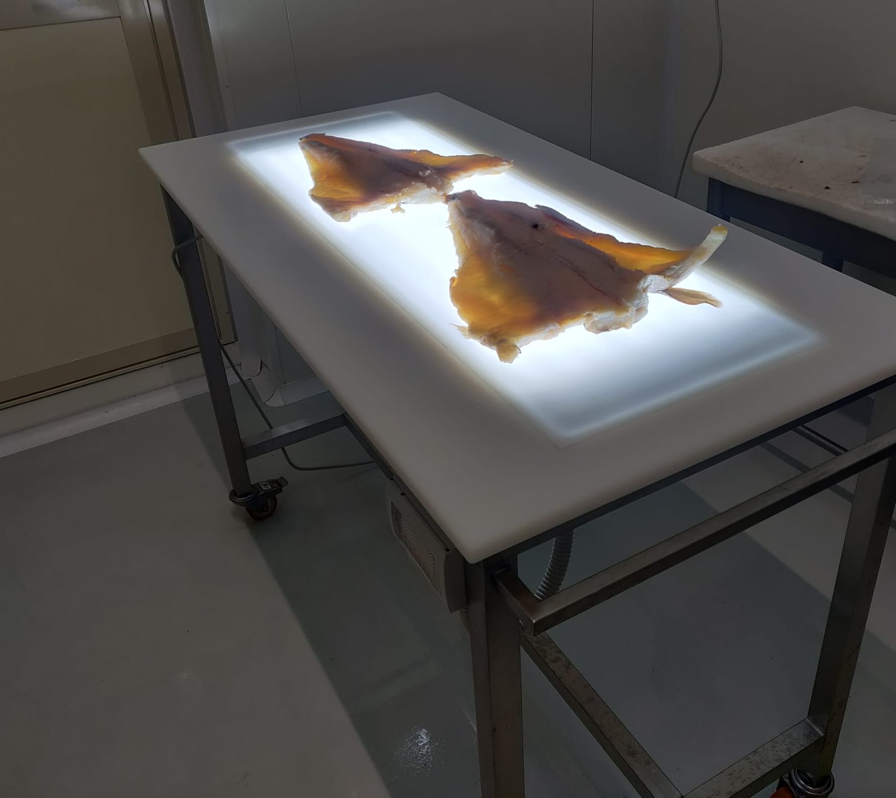 Tavolo luminoso per la lavorazione del pesce