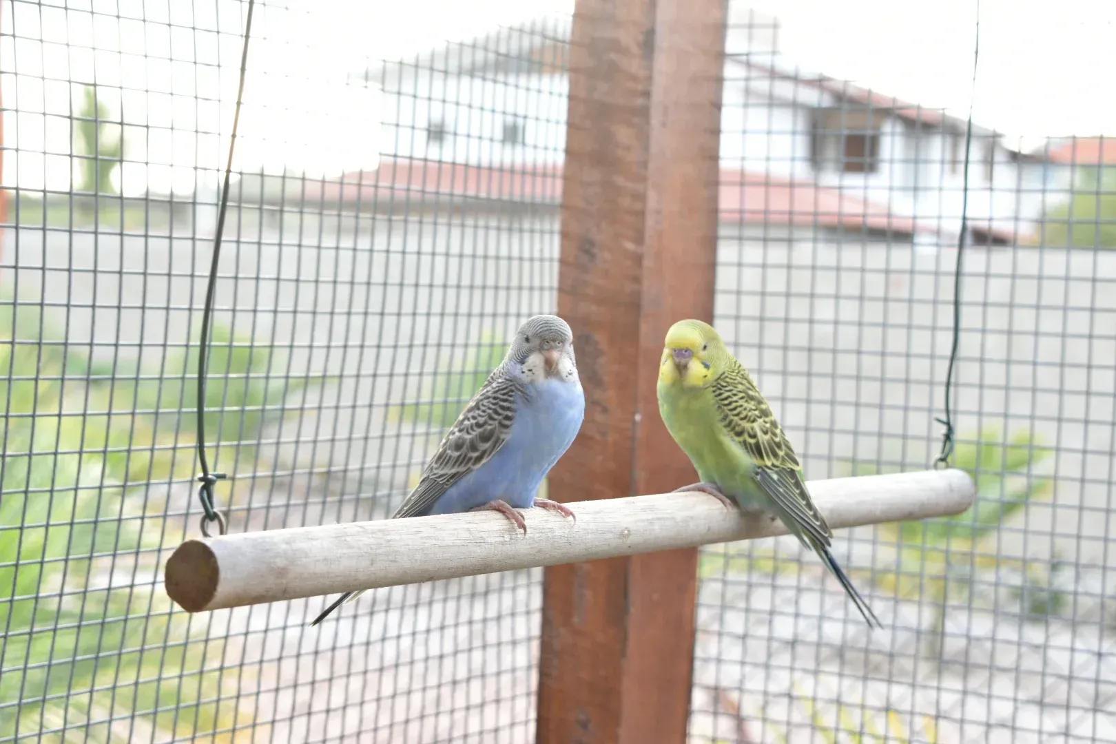 Dois periquitos, um azul e um verde, empoleirados em uma haste de madeira em um recinto externo.