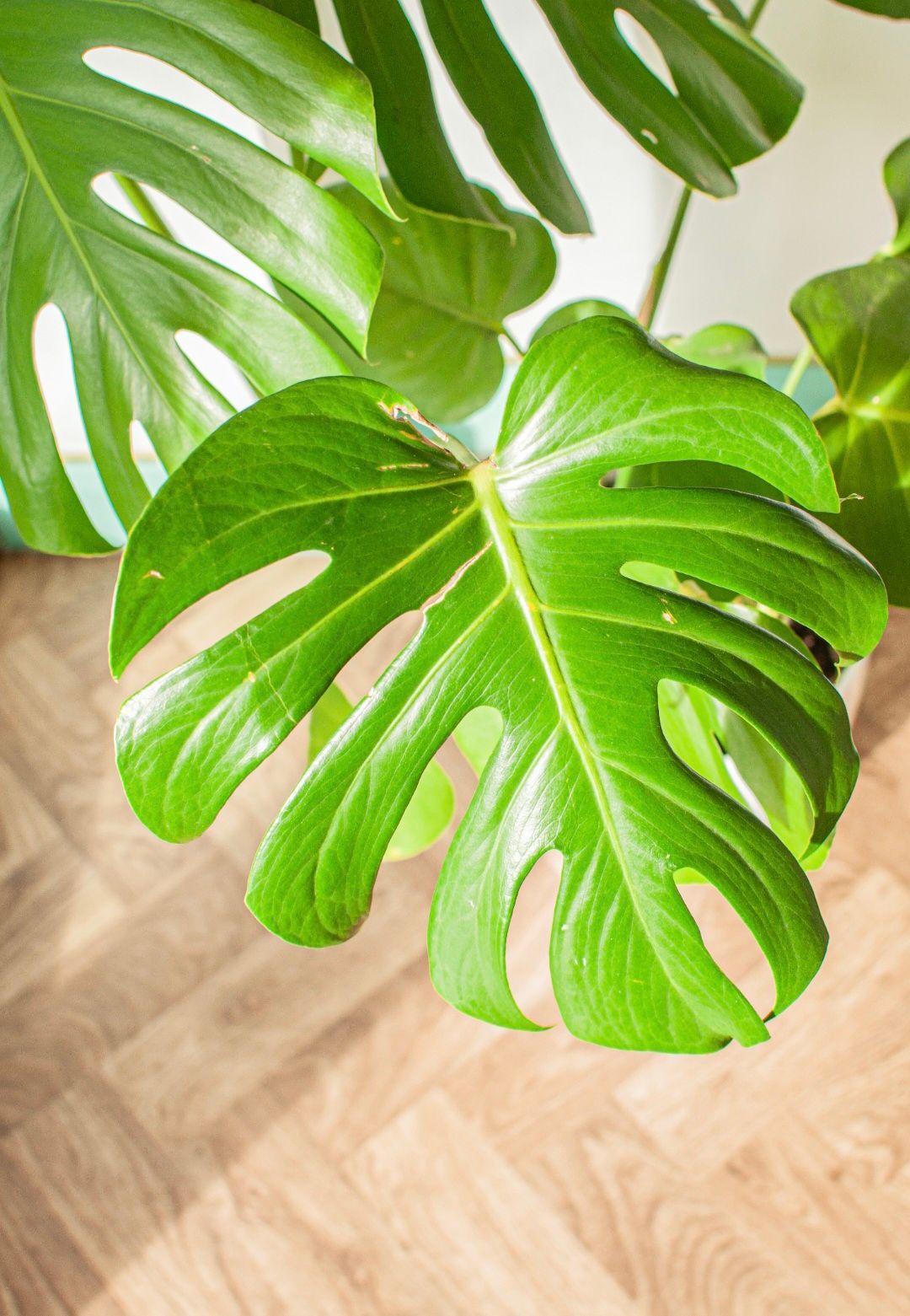 Charlie's Speciality Coffee St Albans