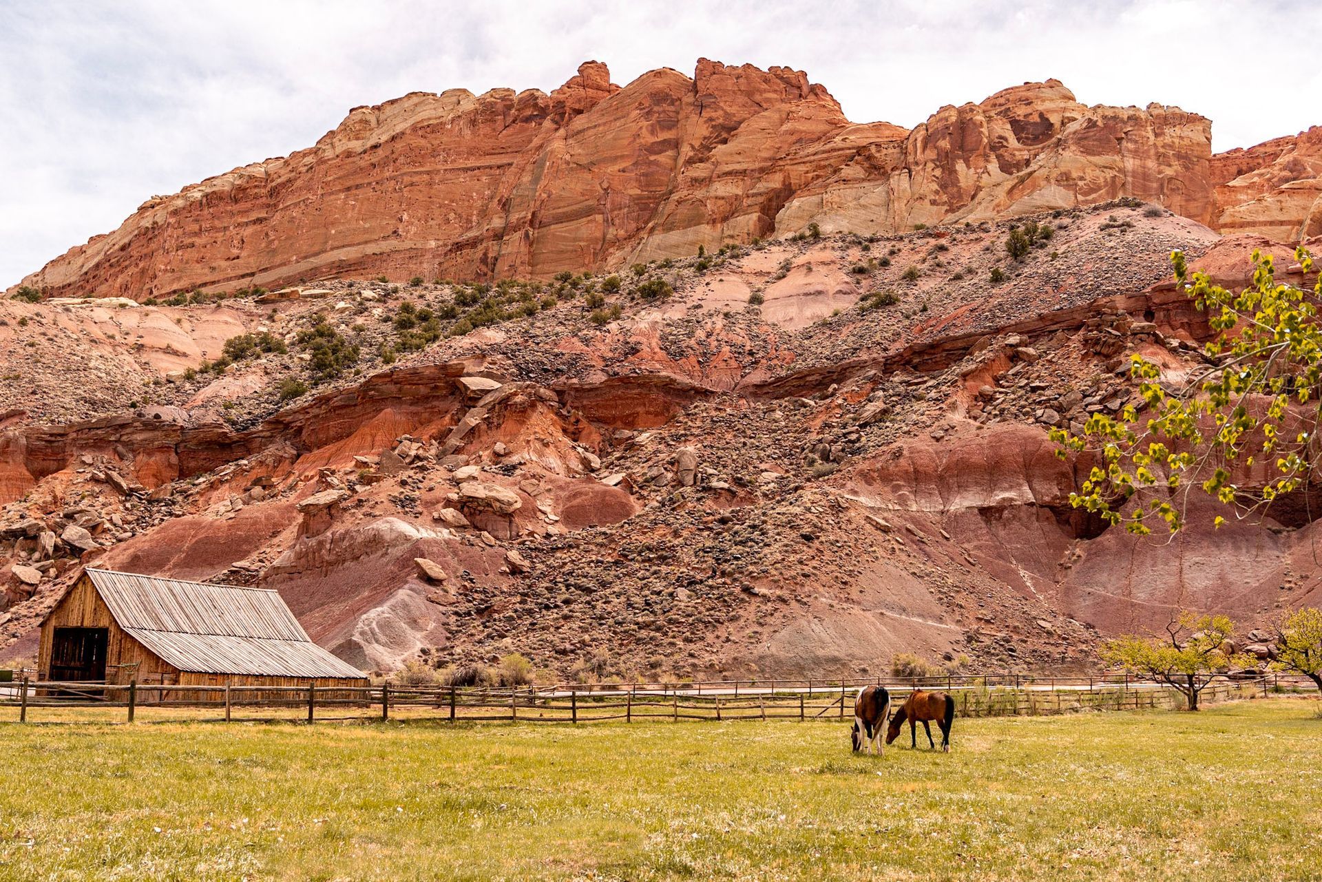 a horse is grazing in a field with a barn in the background .