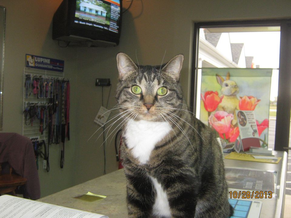 Harley Cat - Fur Baby and office cat at Cedar Heights Animal Clinic (.com)