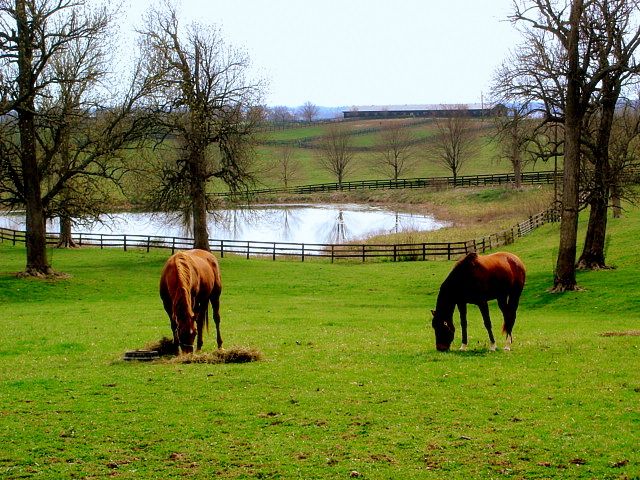 Cedar best sale heights vet